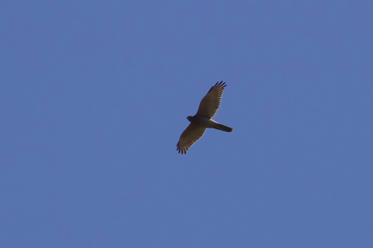 Brown Goshawk - Dennis Devers