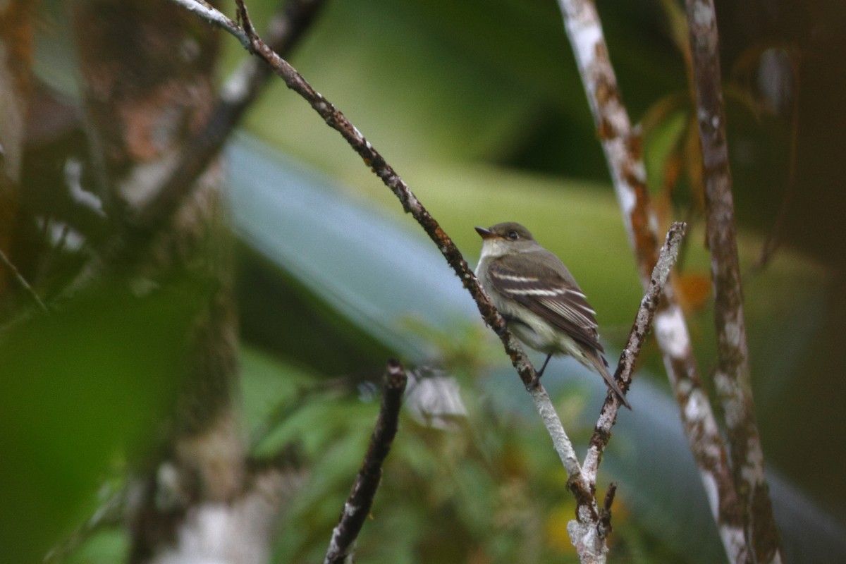 Willow Flycatcher - ML362541181