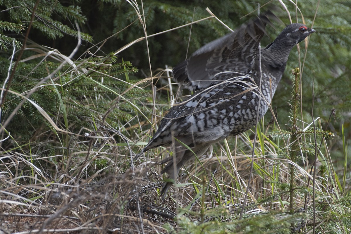 カマバネライチョウ - ML362544811