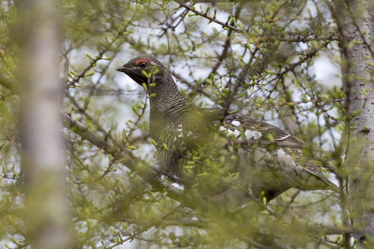 カマバネライチョウ - ML362544841