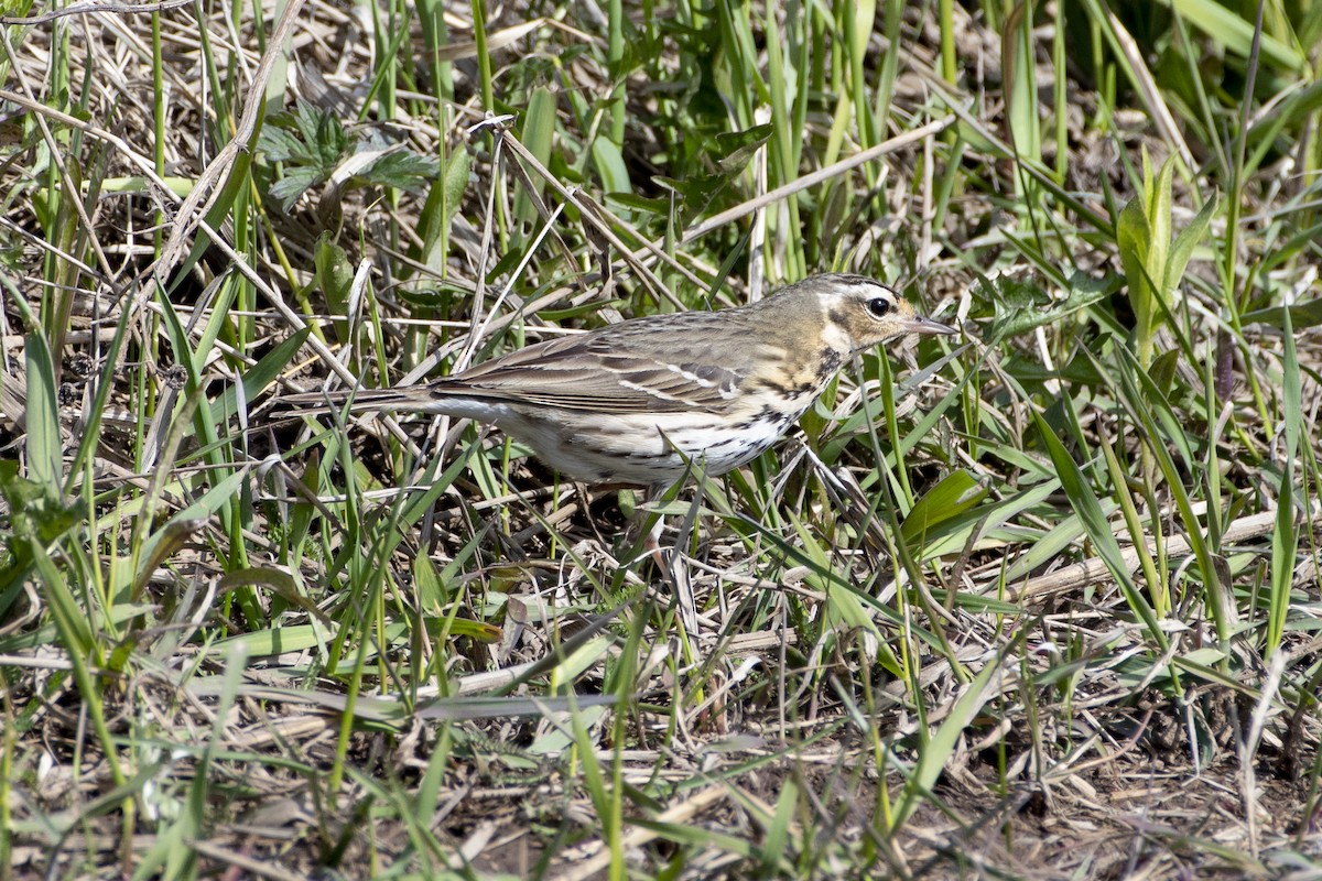 Pipit à dos olive - ML362545201