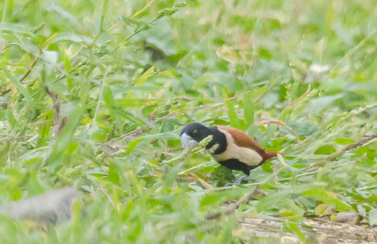 Tricolored x Chestnut Munia (hybrid) - Ayaz Mansuri