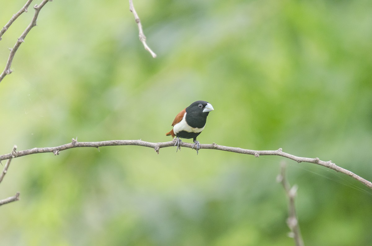 Tricolored Munia - ML362545601