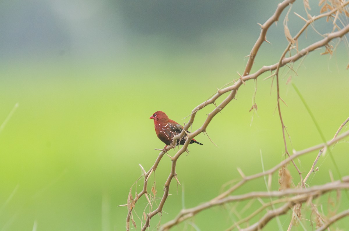 Red Avadavat - ML362545611