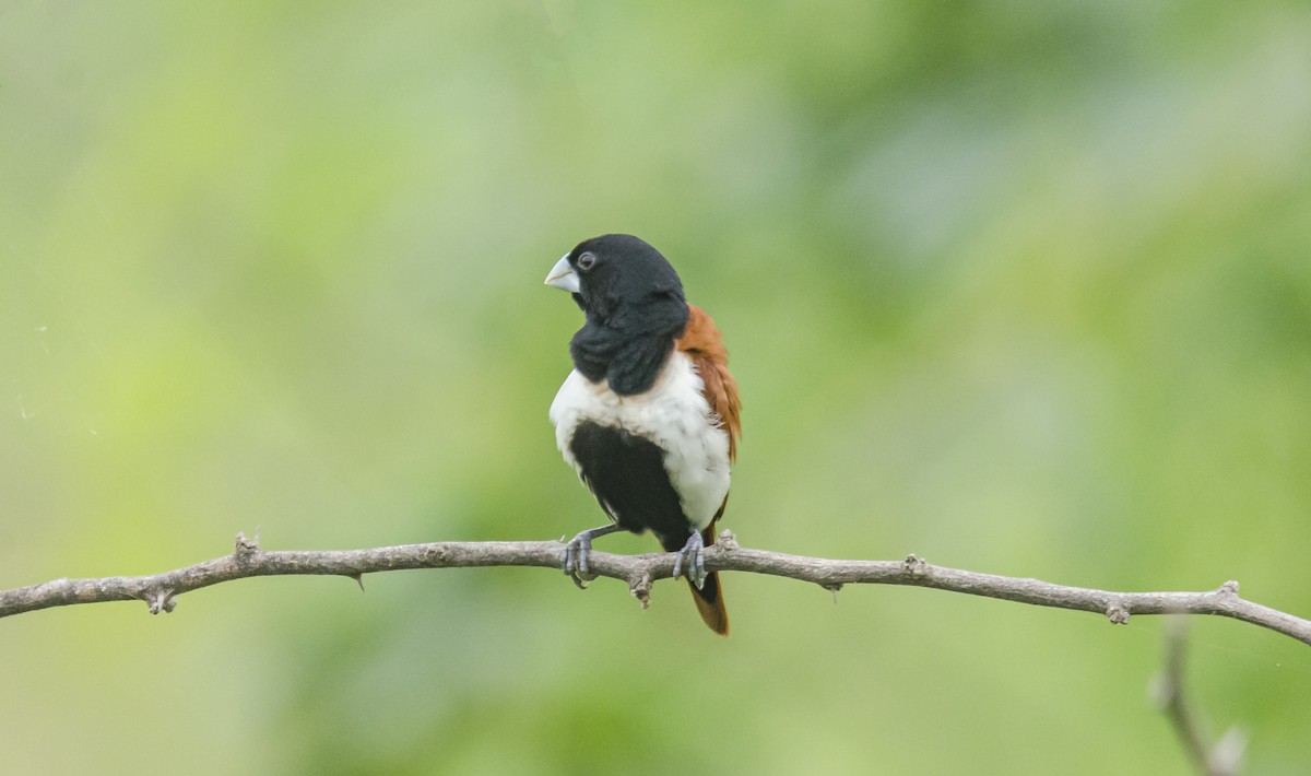 Tricolored Munia - ML362545641