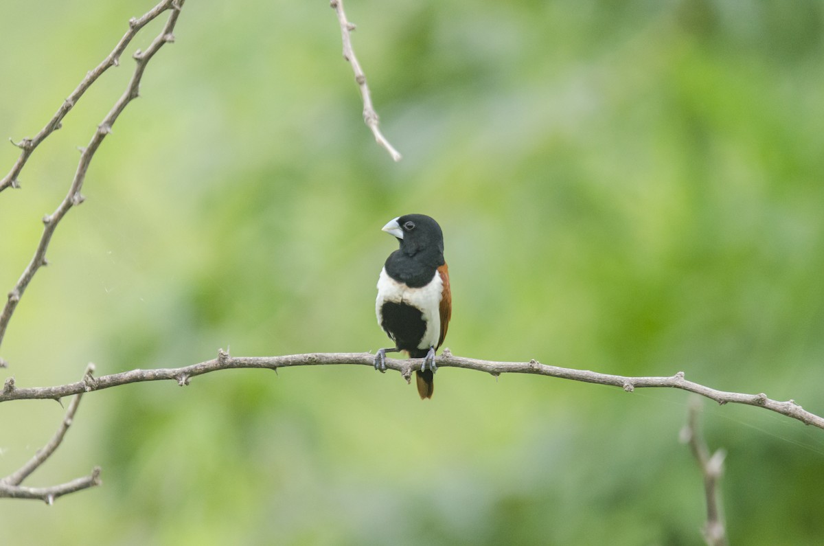 Tricolored Munia - ML362545681