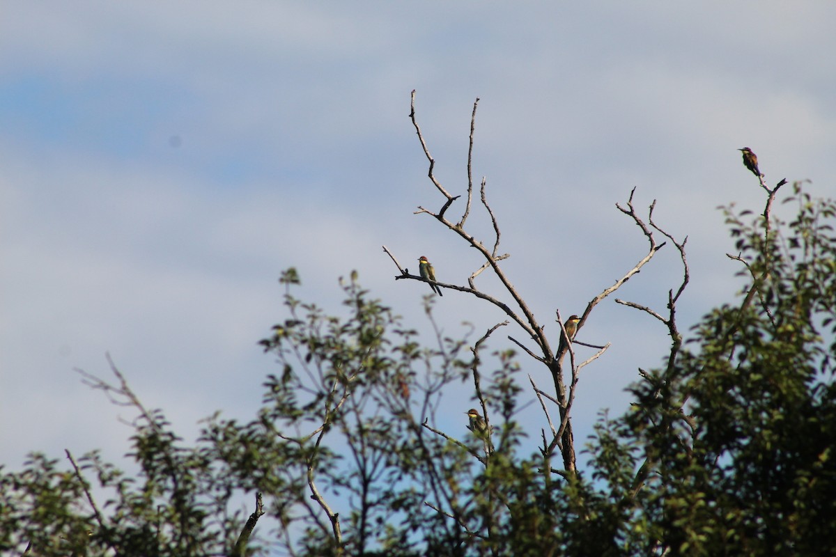 European Bee-eater - ML362546581