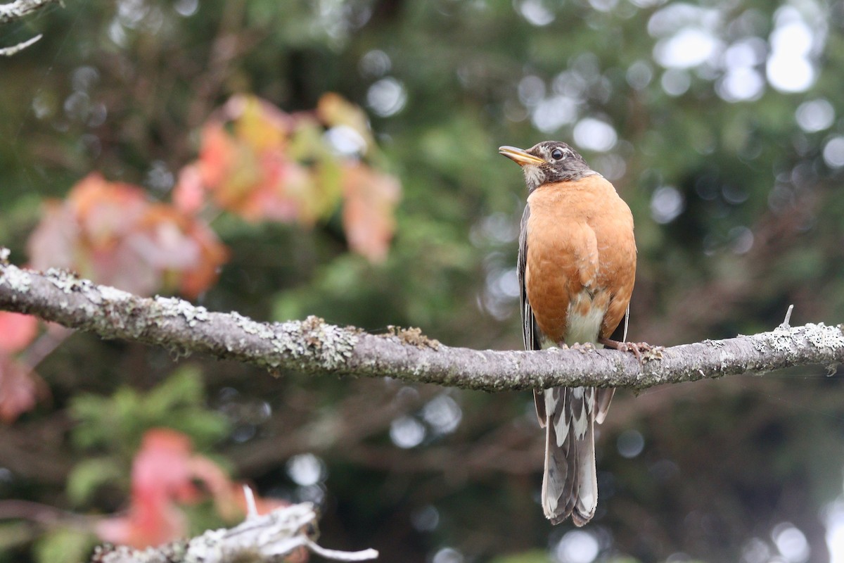 American Robin - ML362546941