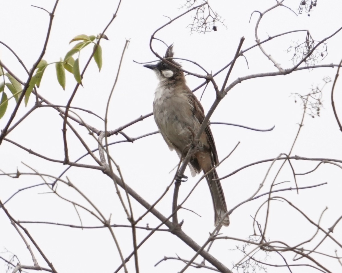 Red-whiskered Bulbul - ML362548411