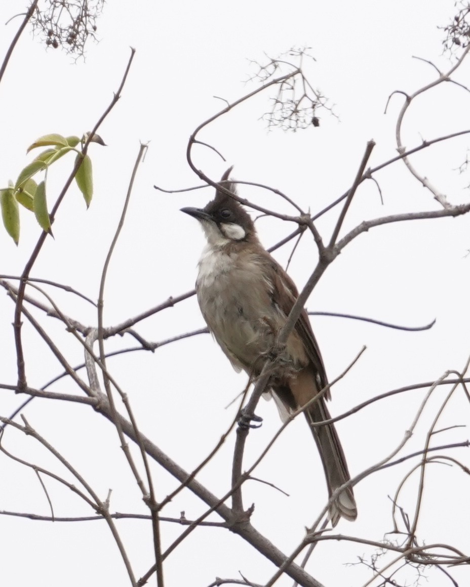 Red-whiskered Bulbul - ML362548431