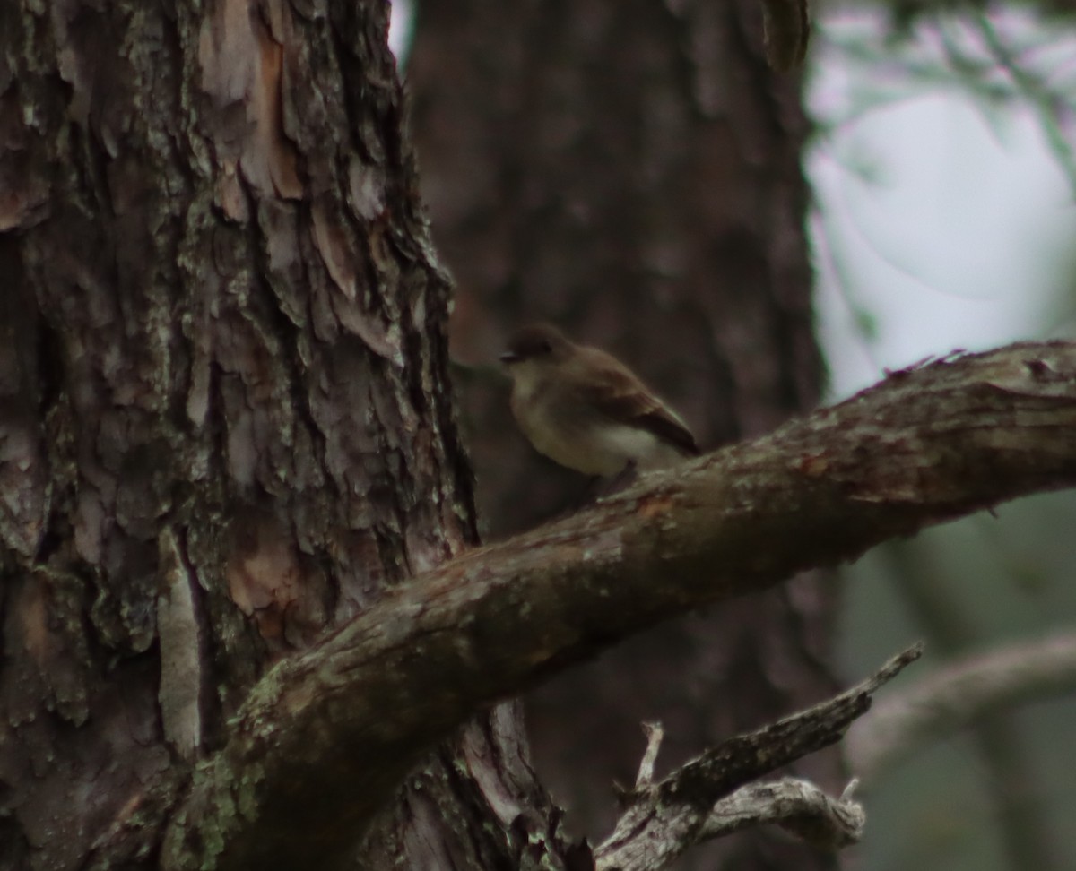 Eastern Phoebe - ML362548461