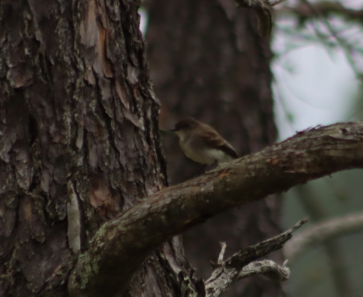 Eastern Phoebe - ML362548481