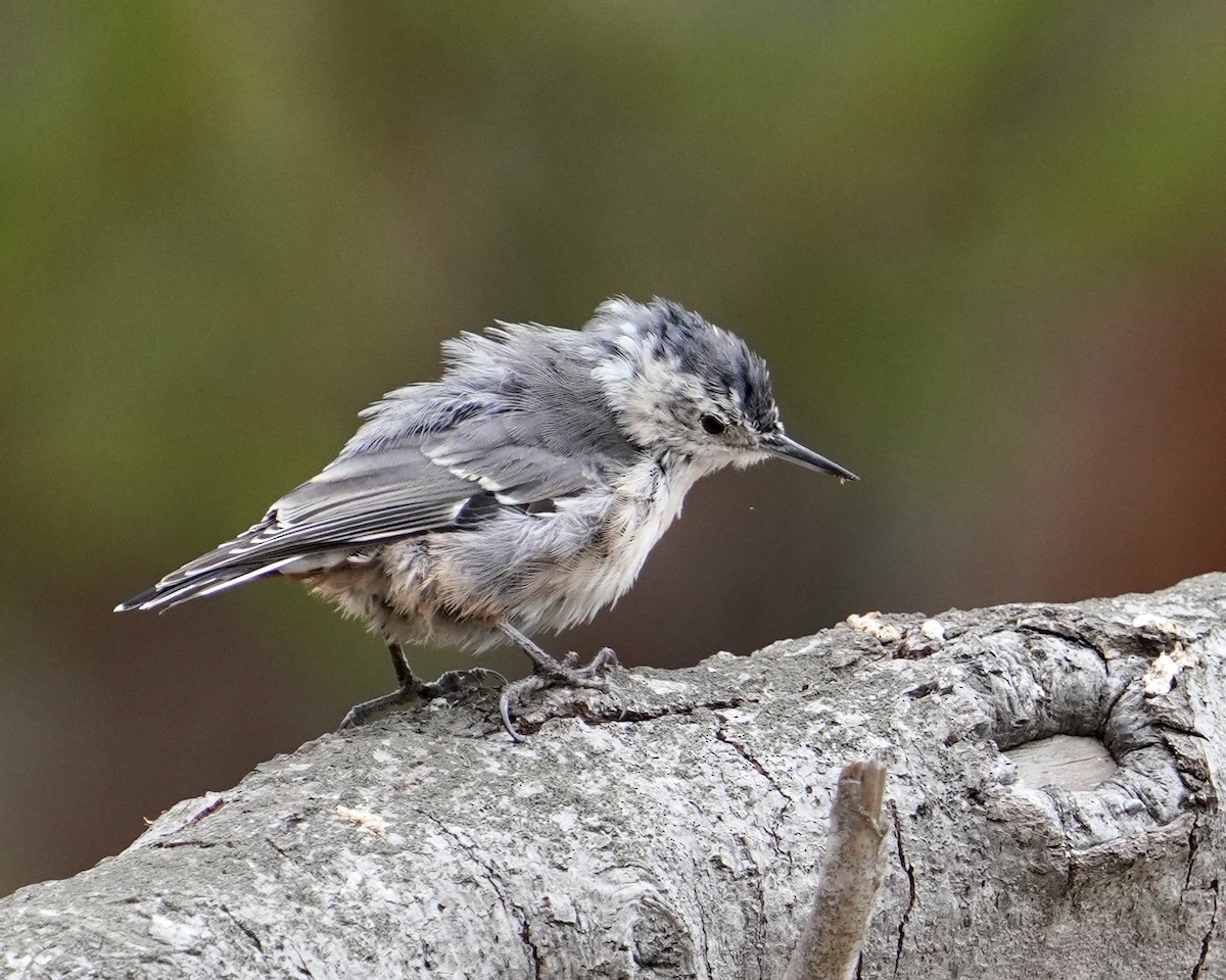 White-breasted Nuthatch - ML362548531