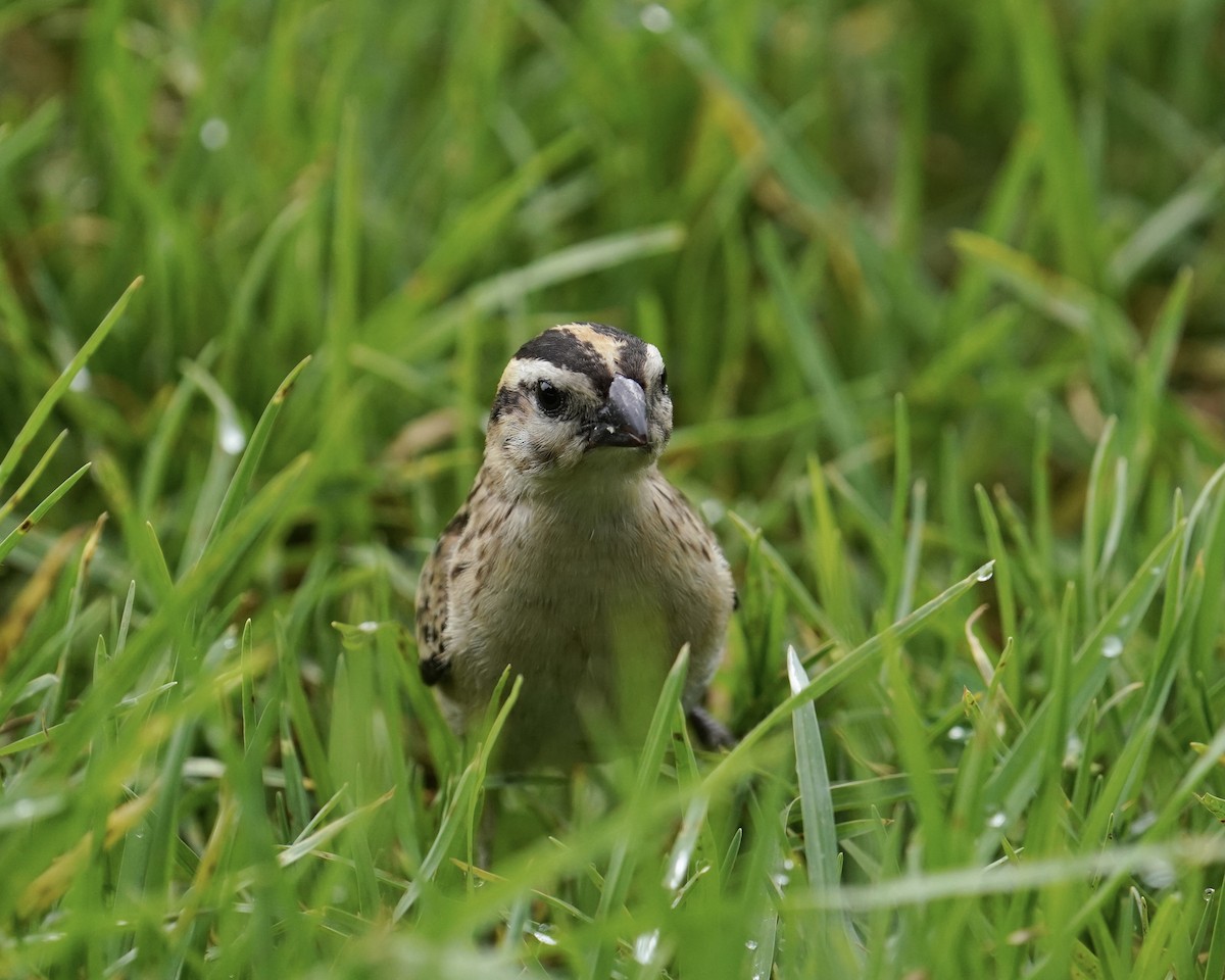 Pin-tailed Whydah - ML362548701