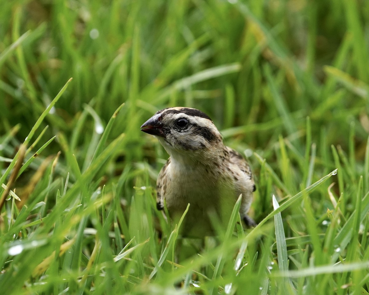 Pin-tailed Whydah - ML362548711