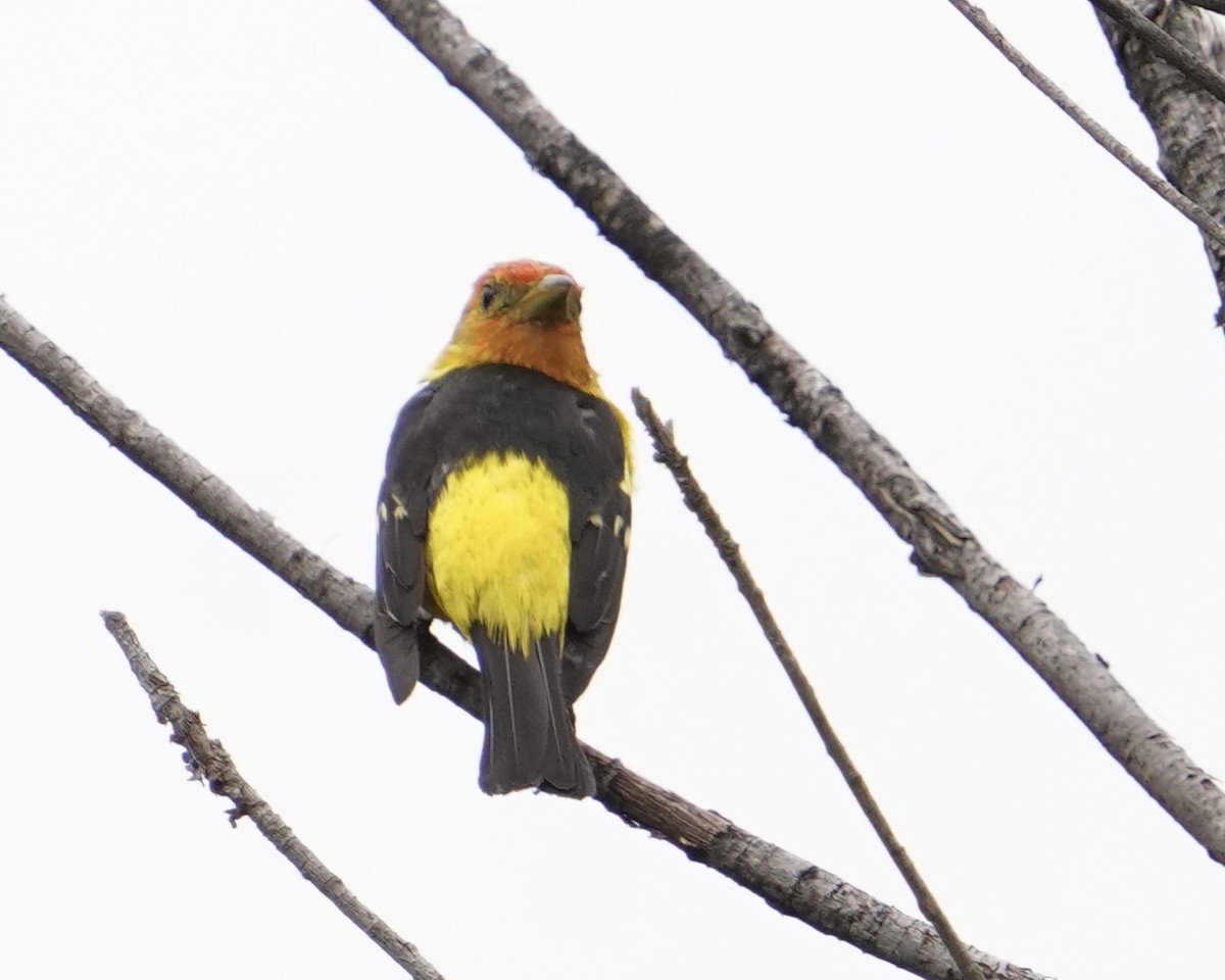 Western Tanager - ML362548761