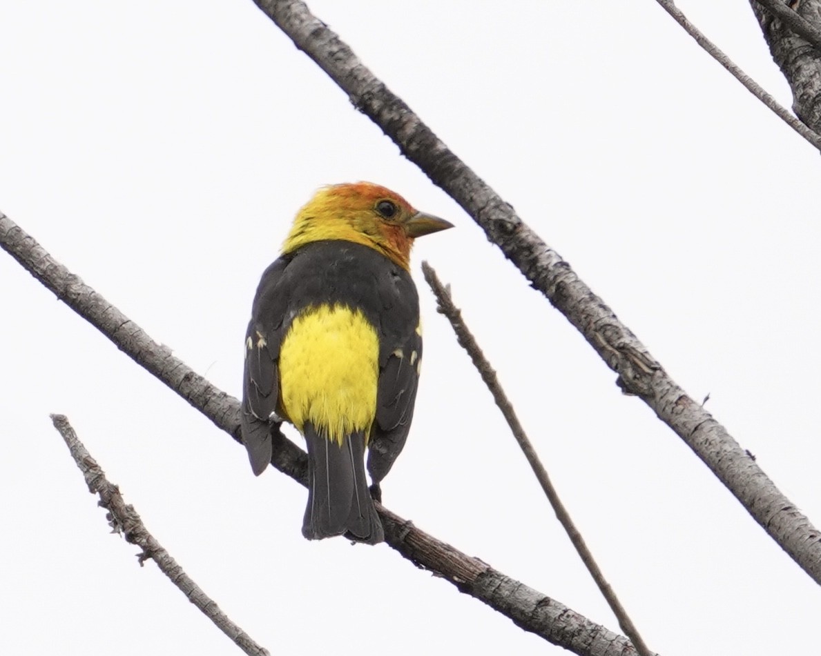 Western Tanager - ML362548771