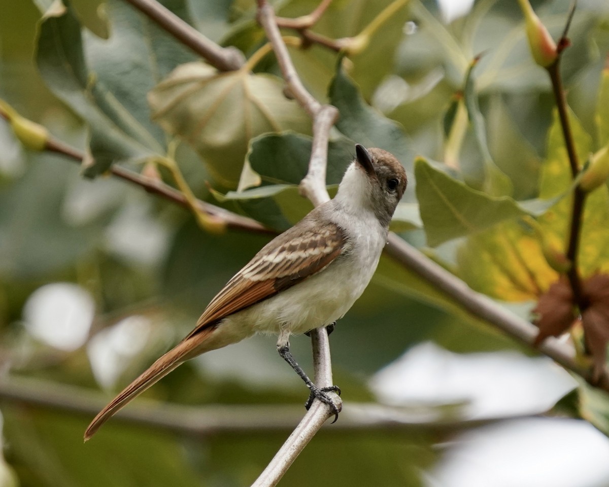 Ash-throated Flycatcher - ML362549141