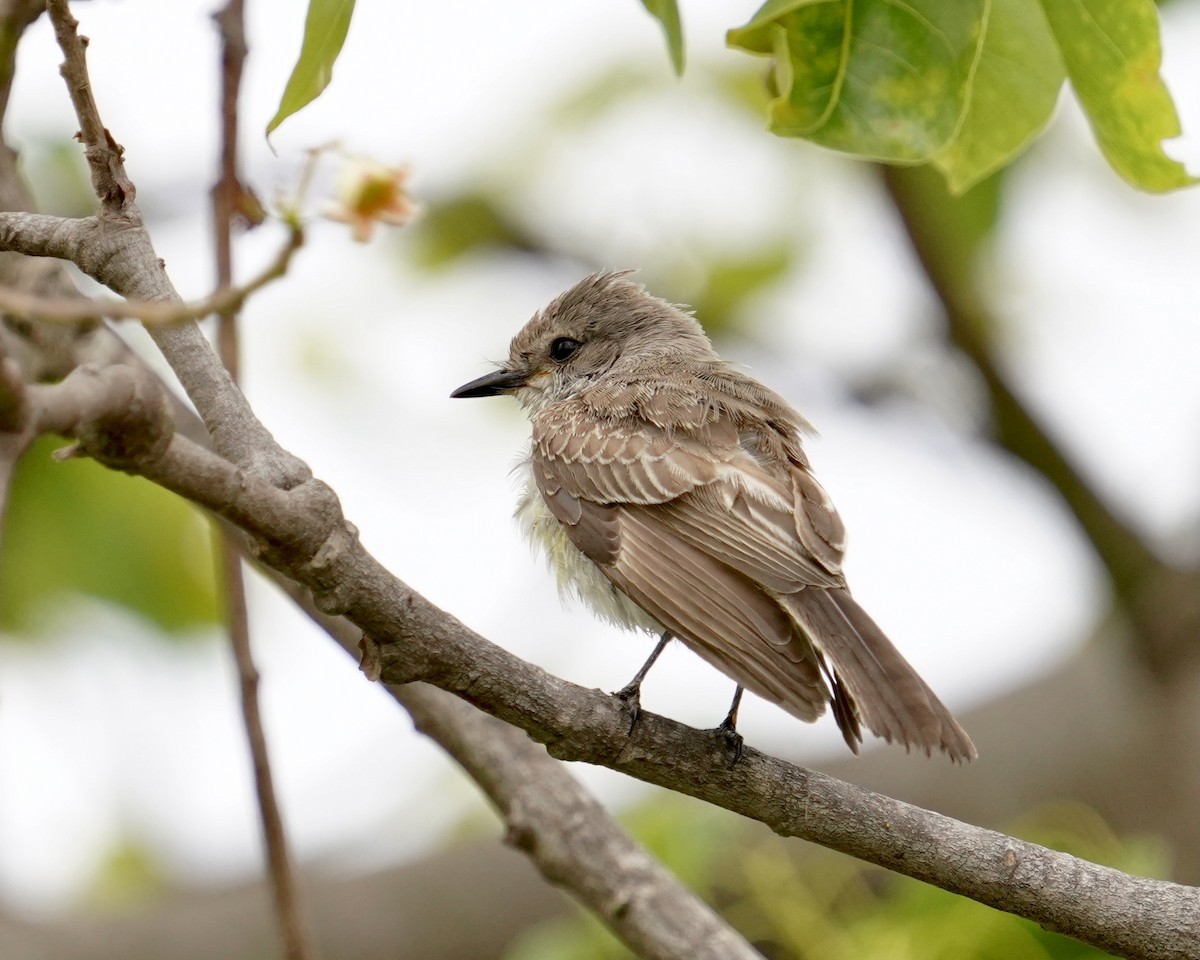 Vermilion Flycatcher - ML362549181