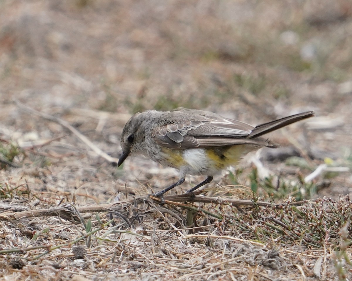 Vermilion Flycatcher - ML362549191