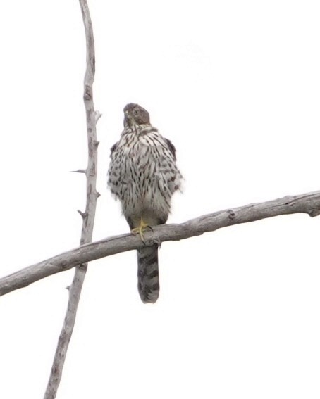 Cooper's Hawk - ML362549241