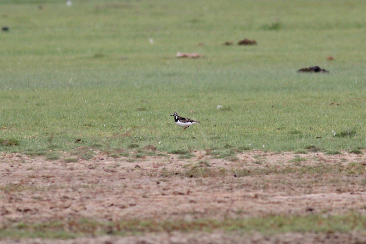 Ruddy Turnstone - ML362549561