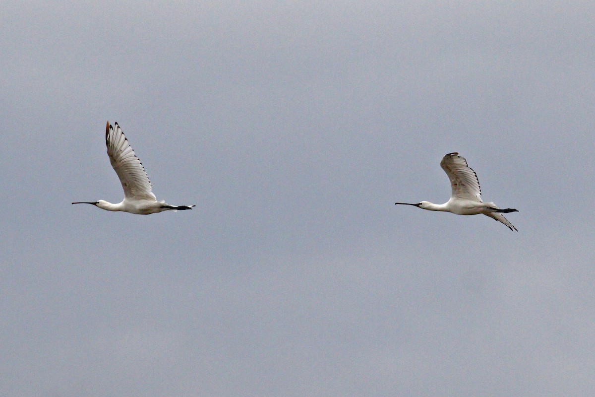 Eurasian Spoonbill - ML362550501