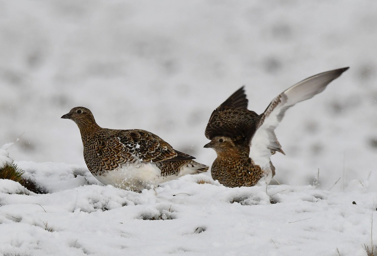 White-bellied Seedsnipe - ML362551301