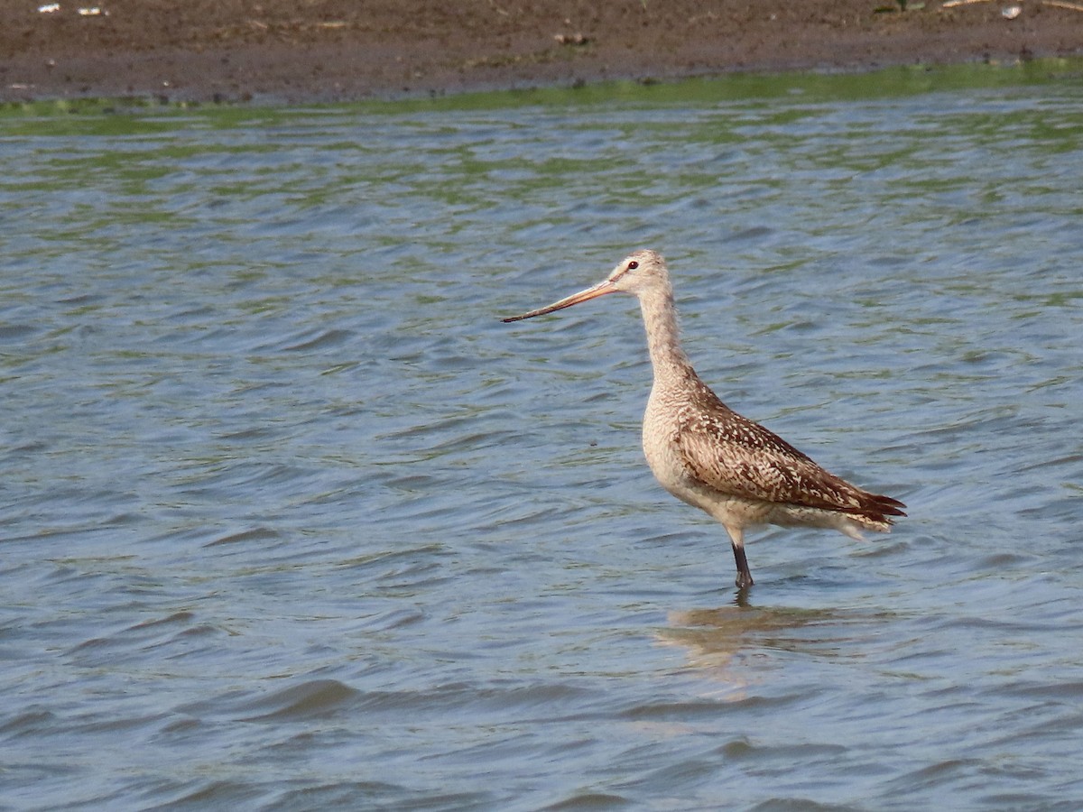 Marbled Godwit - ML362552451