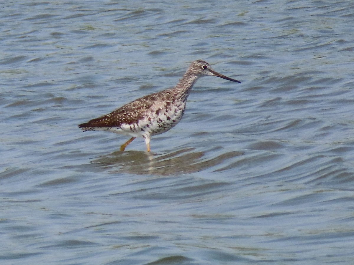 Greater Yellowlegs - ML362552551