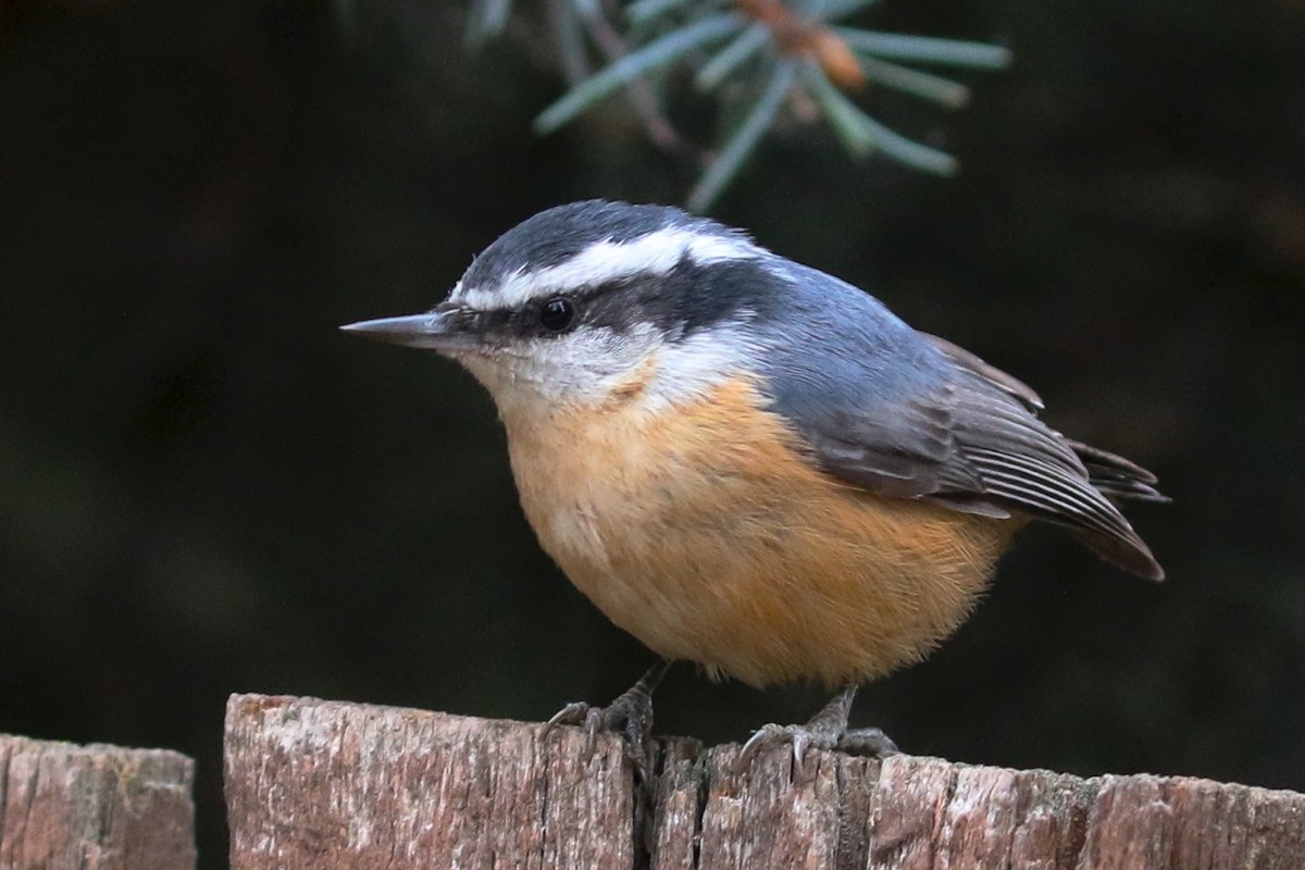 Red-breasted Nuthatch - ML36255371