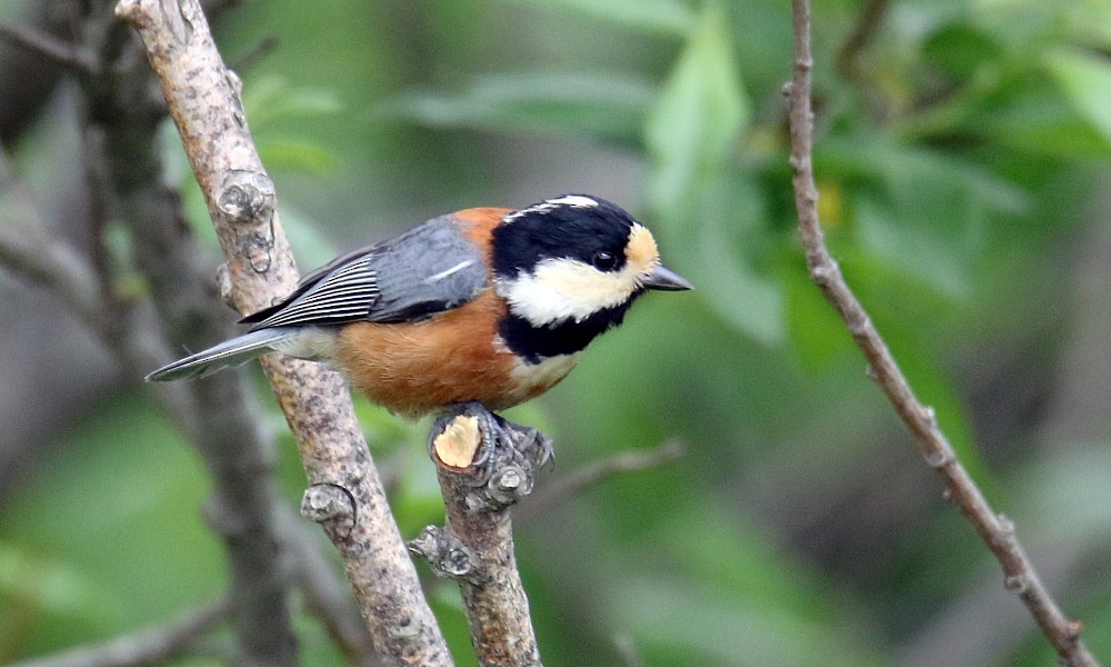 Varied Tit - Pavel Parkhaev