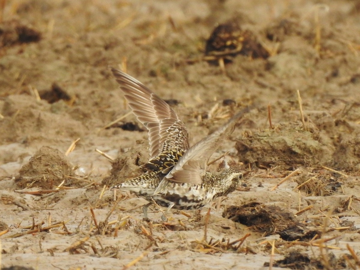 Pacific Golden-Plover - ML362554131