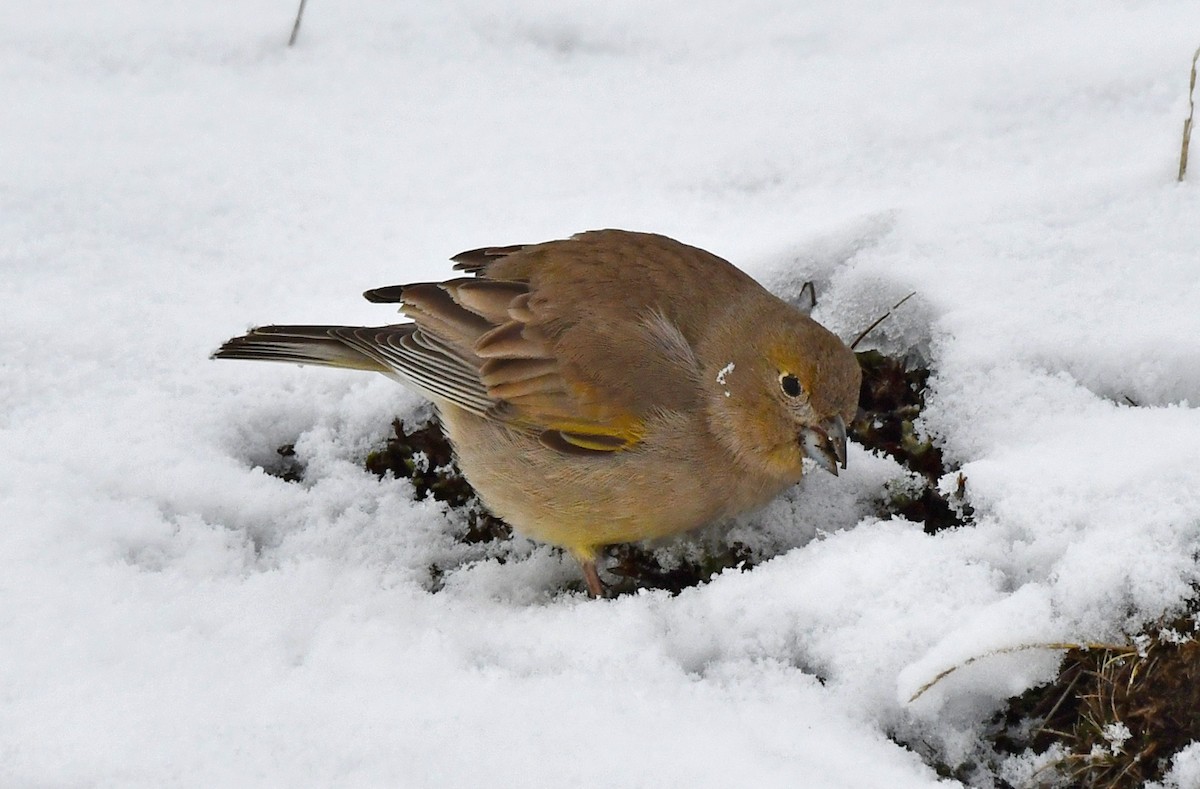 Patagonian Yellow-Finch - ML362554201