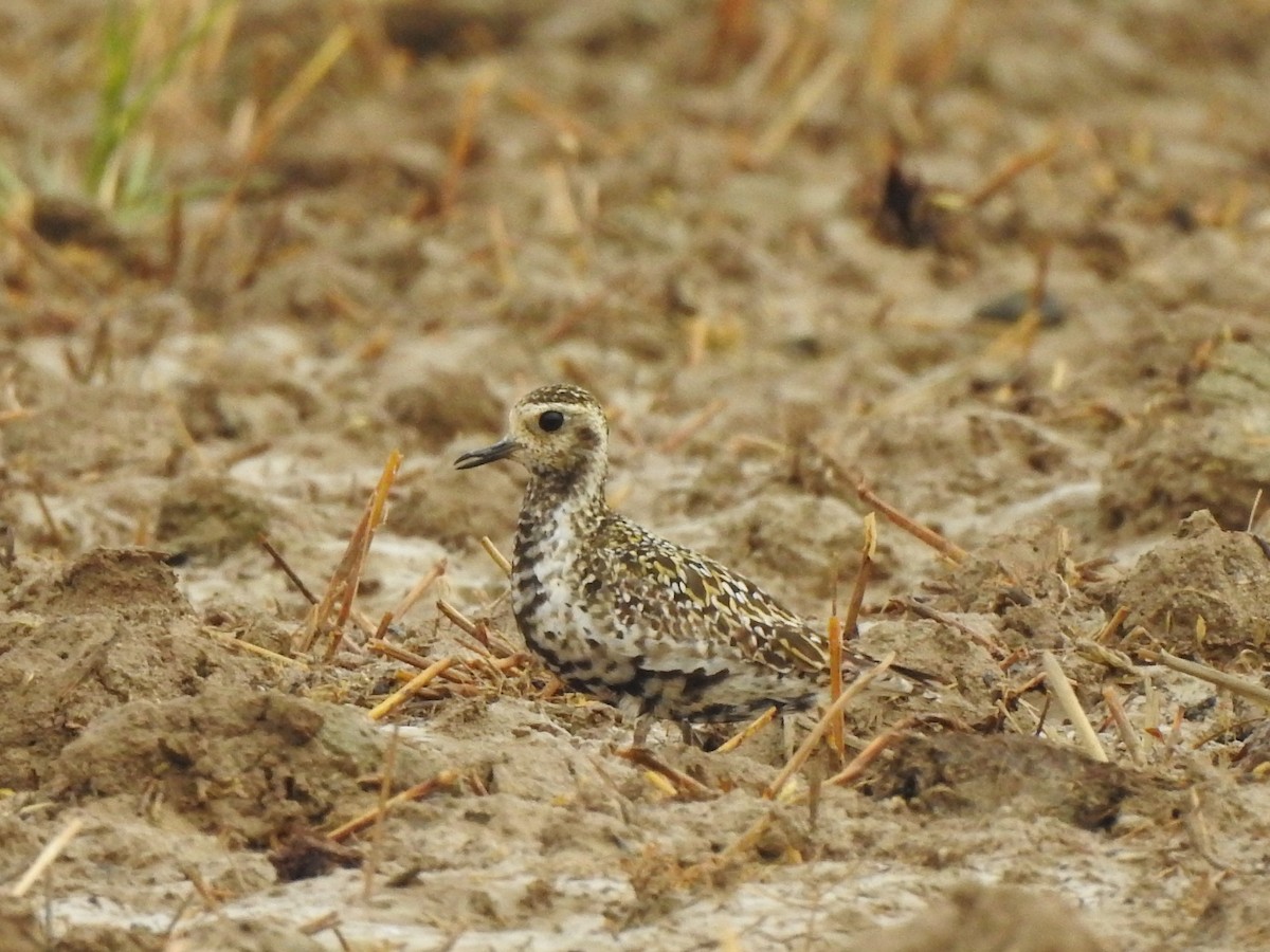 Pacific Golden-Plover - ML362554321