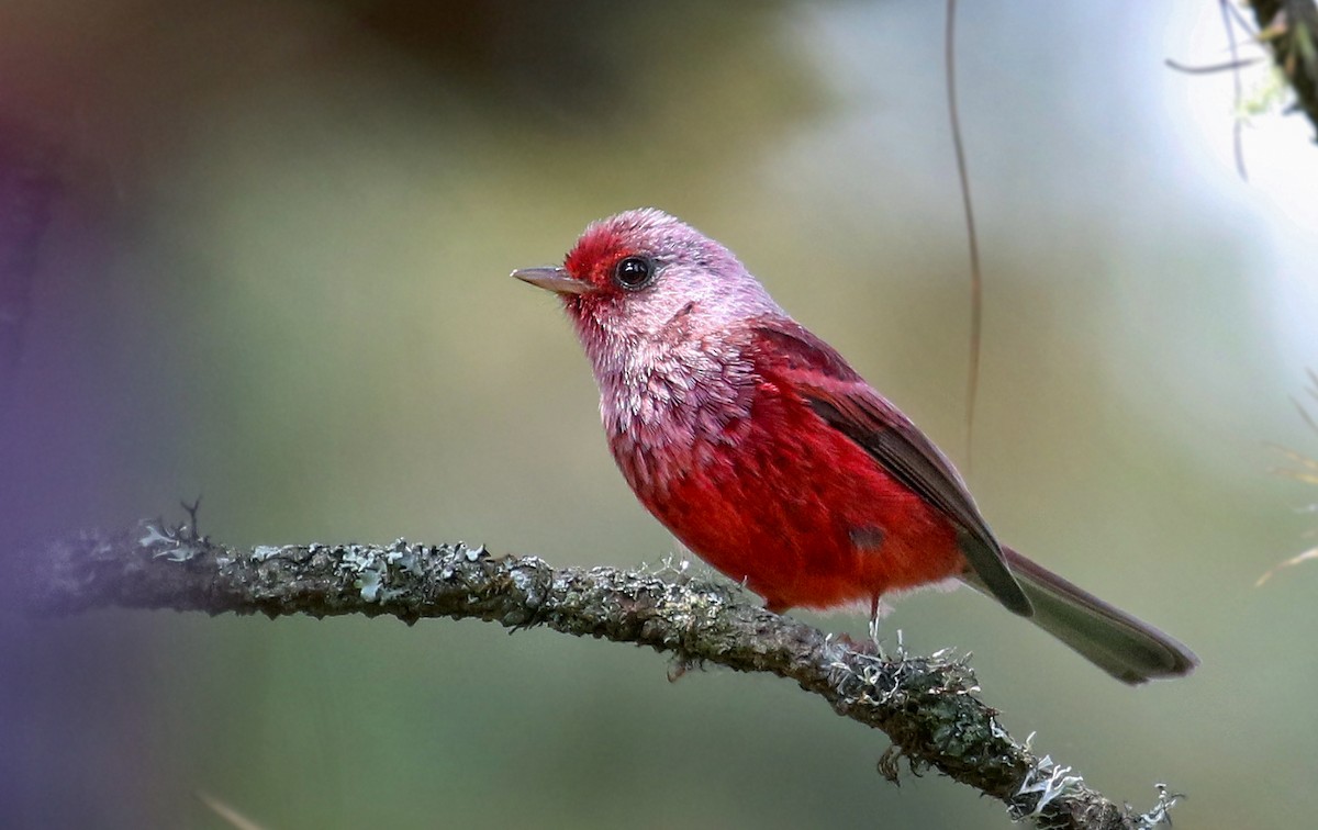 Pink-headed Warbler - ML362554761