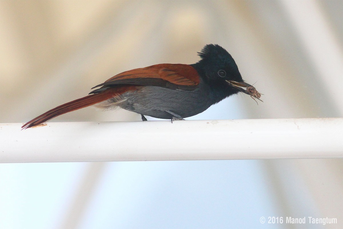 African Paradise-Flycatcher - ML362555201