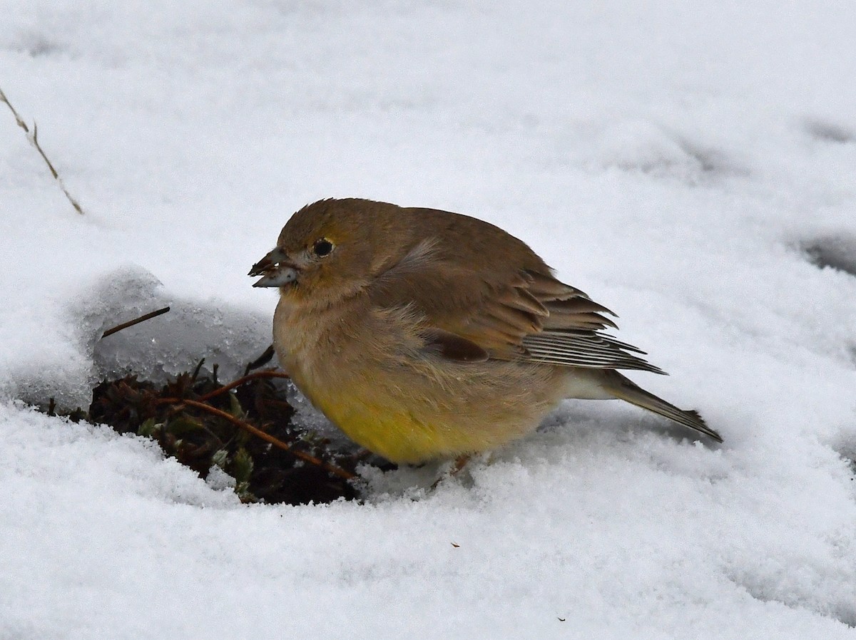 Patagonian Yellow-Finch - ML362555901