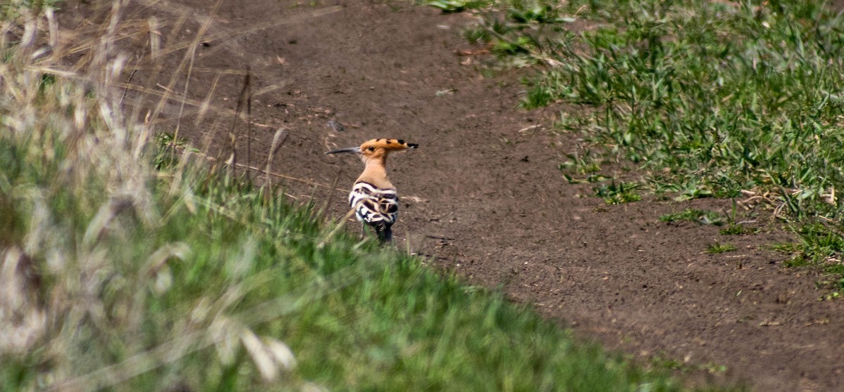 Eurasian Hoopoe - ML362556841