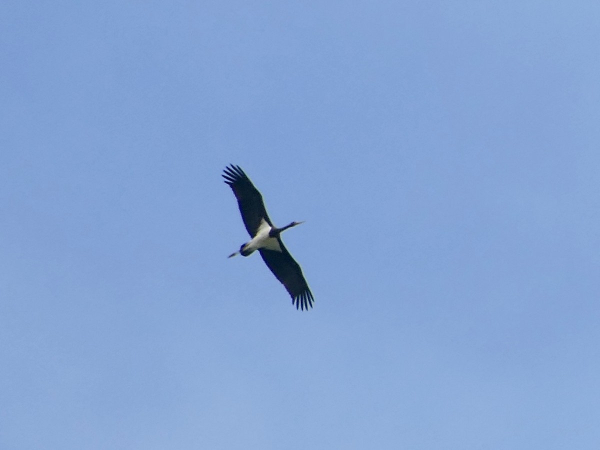 Black Stork - ML362558831