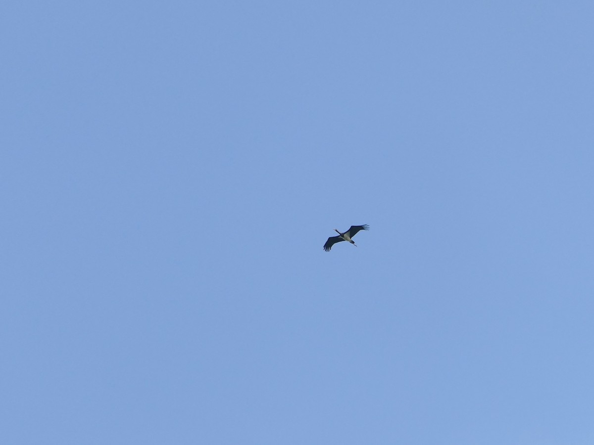 Black Stork - ML362558841