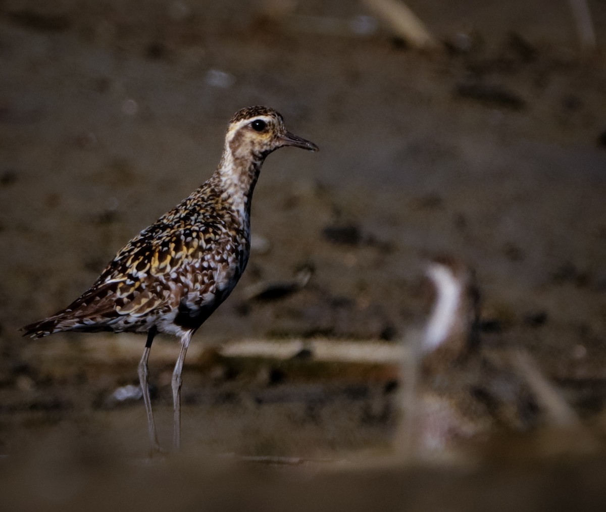 Pacific Golden-Plover - ML362559131