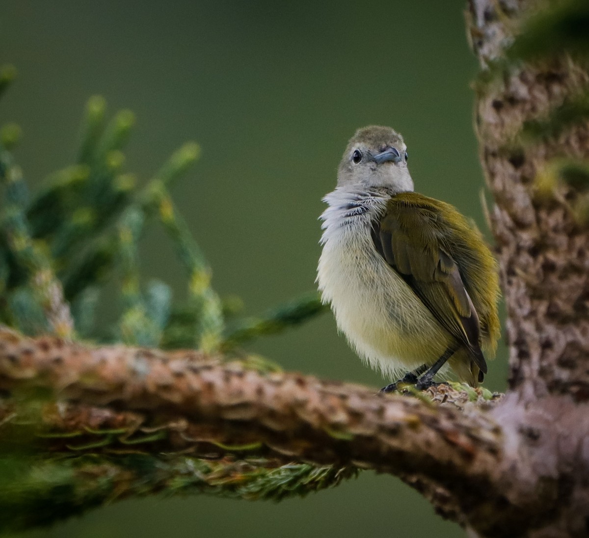 Andaman Flowerpecker - ML362559211