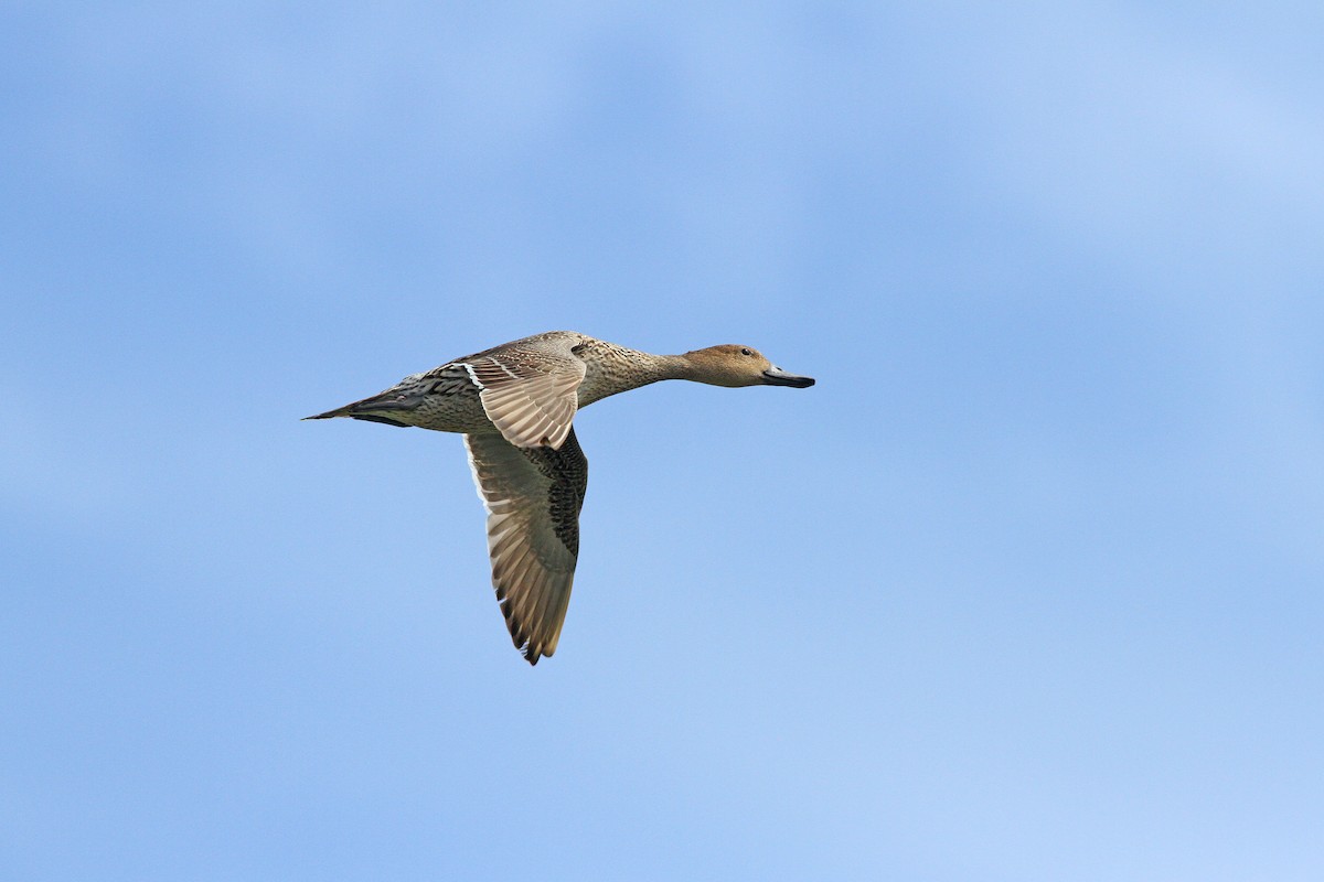 Northern Pintail - Michael O'Brien