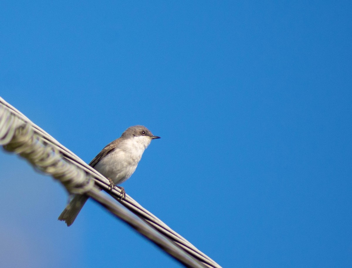 Curruca Zarcerilla - ML362559641