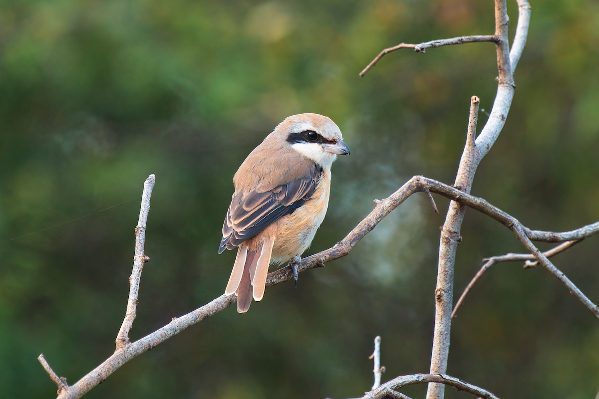 Alcaudón Pardo (cristatus/confusus) - ML362559921