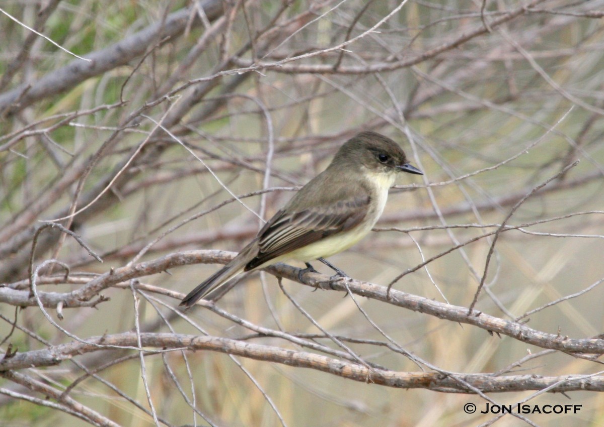 Eastern Phoebe - ML36256411