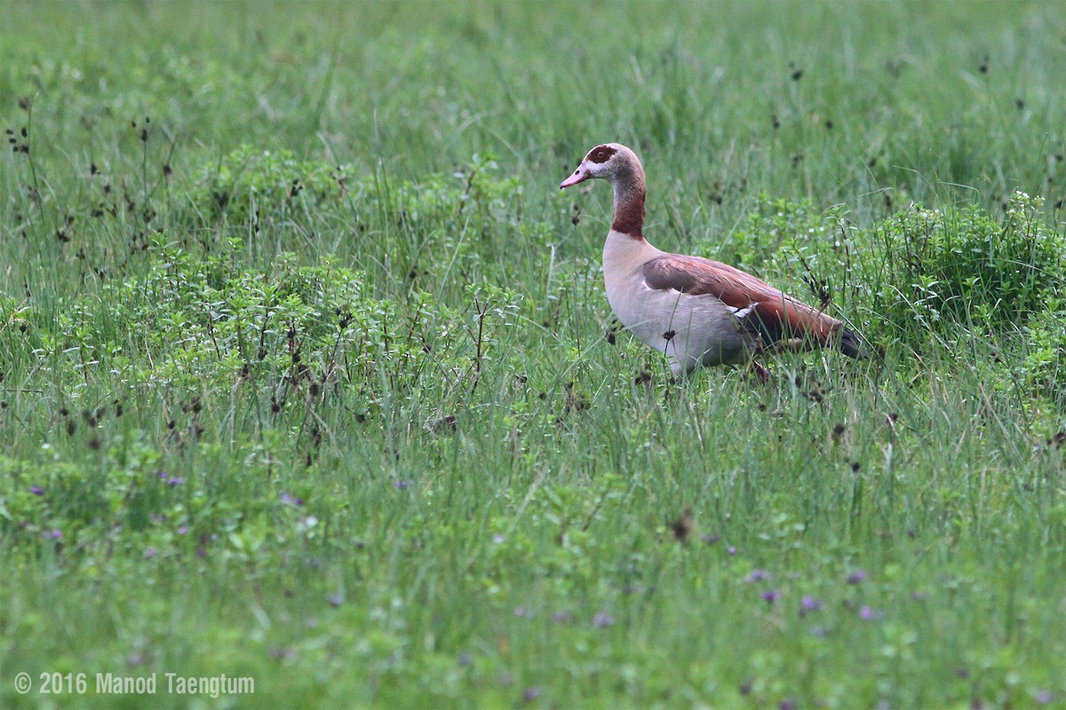 Egyptian Goose - ML362564131