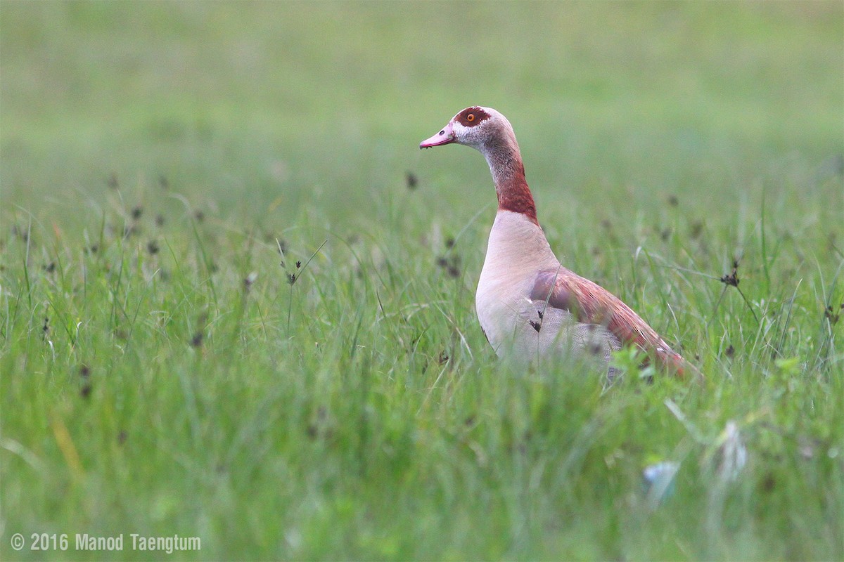 Egyptian Goose - ML362564141