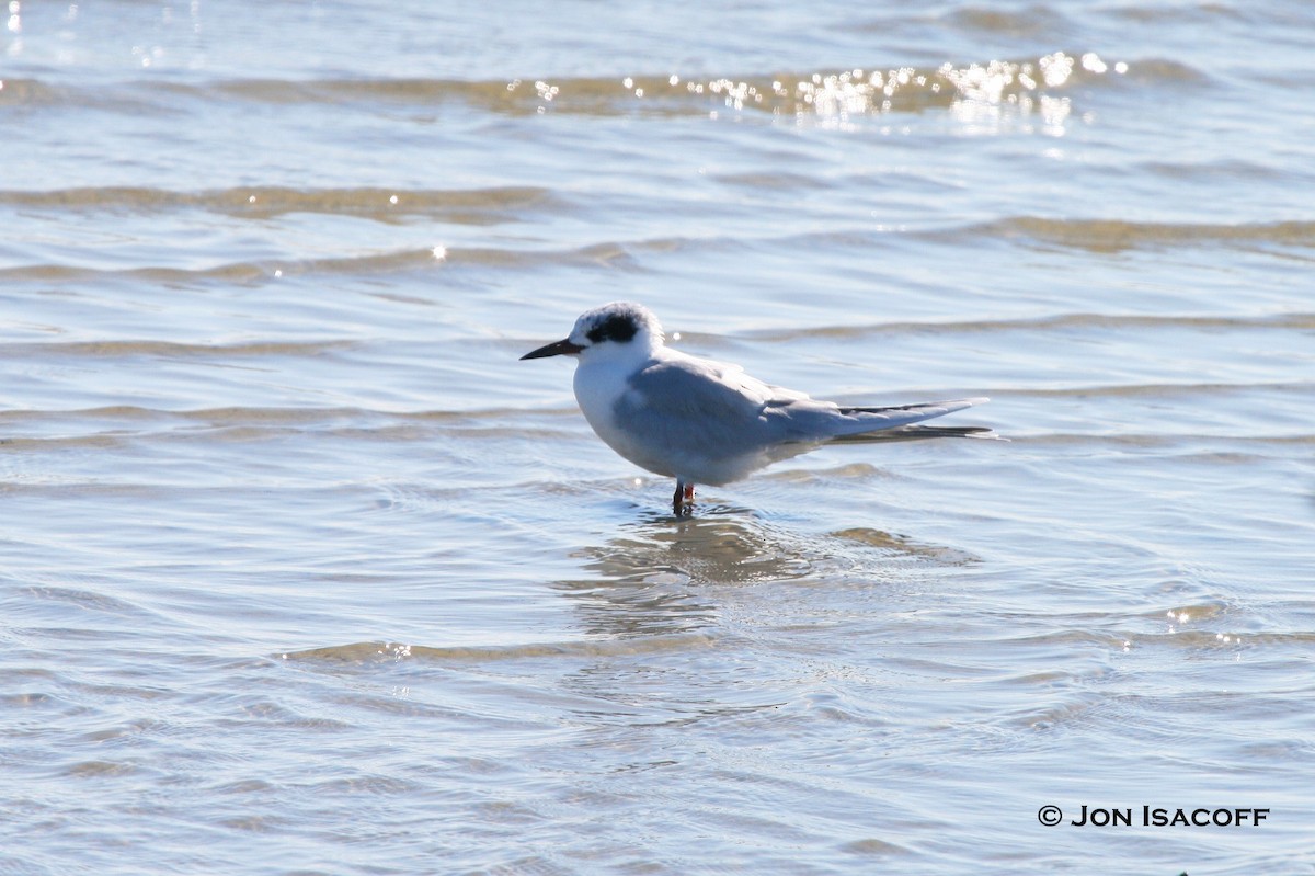 Forster's Tern - ML36256441